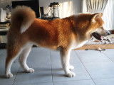 Mâle Akita Inu disponible pour saillie