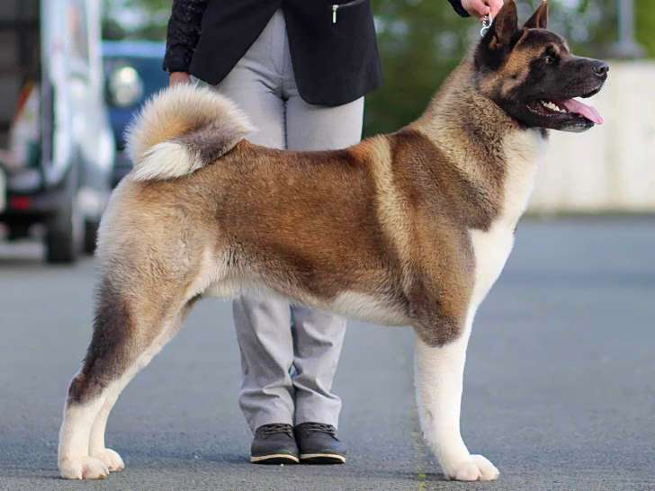 Mâle Akita Américain disponible pour saillie