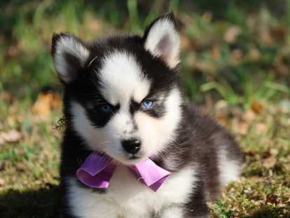 Chiots de race Pomsky à vendre (1 femelle & 3 mâles)