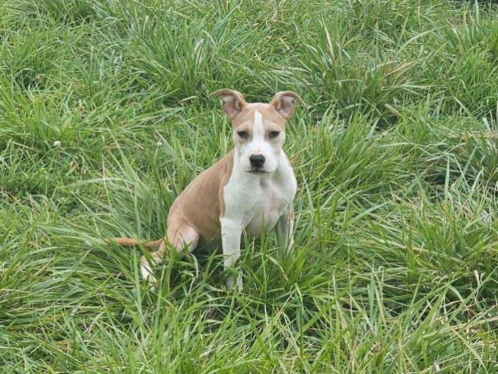 8 chiots Staffordshire Bull Terrier LOF, 2 mâles et 6 femelles nés en mai 2025, à vendre