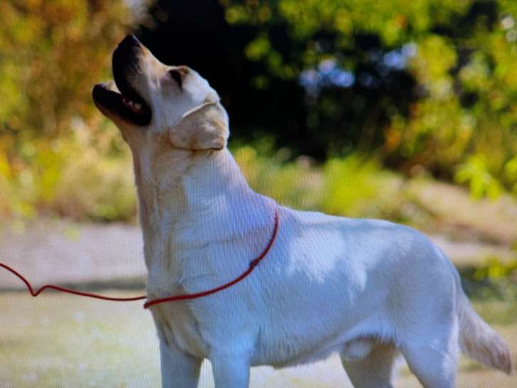 Saillie Labrador sable mâle adulte LOF, né en avril 2021