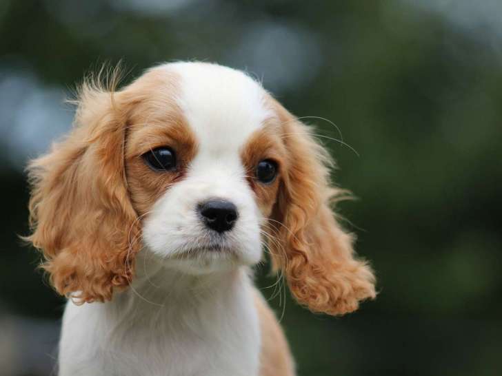 À vendre,  1 chiot mâle Cavalier King Charles LOF de juin 2025, petit gabarit