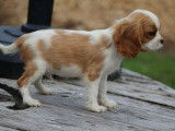 À vendre,  1 chiot mâle Cavalier King Charles LOF de juin 2025, petit gabarit