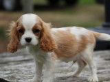 À vendre,  1 chiot mâle Cavalier King Charles LOF de juin 2025, petit gabarit