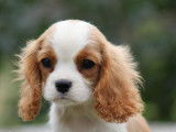 À vendre,  1 chiot mâle Cavalier King Charles LOF de juin 2025, petit gabarit