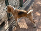 Chien Beagle LOF de 6 ans à vendre, robe tricolore