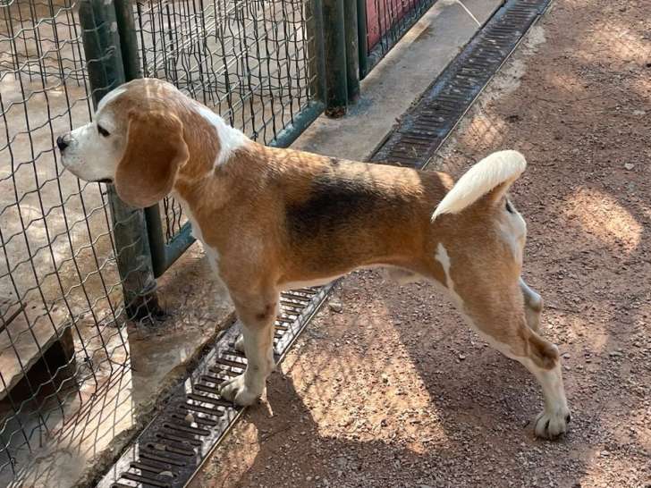 Chien Beagle LOF de 6 ans à vendre, robe tricolore