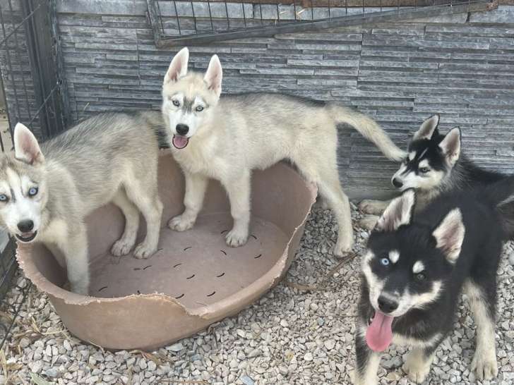 3 chiots Husky de Sibérie LOF à vendre, nés en juin 2025