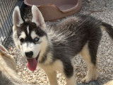 3 chiots Husky de Sibérie LOF à vendre, nés en juin 2025