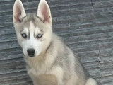 3 chiots Husky de Sibérie LOF à vendre, nés en juin 2025
