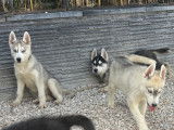3 chiots Husky de Sibérie LOF à vendre, nés en juin 2025