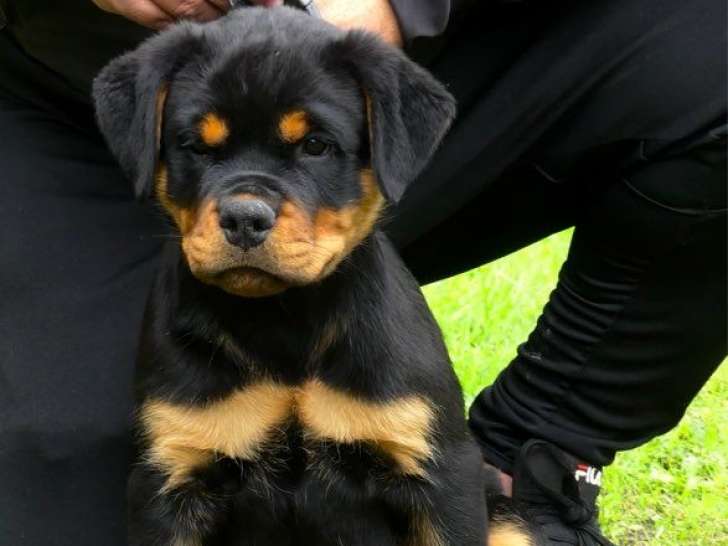 1 chiot femelle Rottweiler LOF à réserver, né en juillet 2025