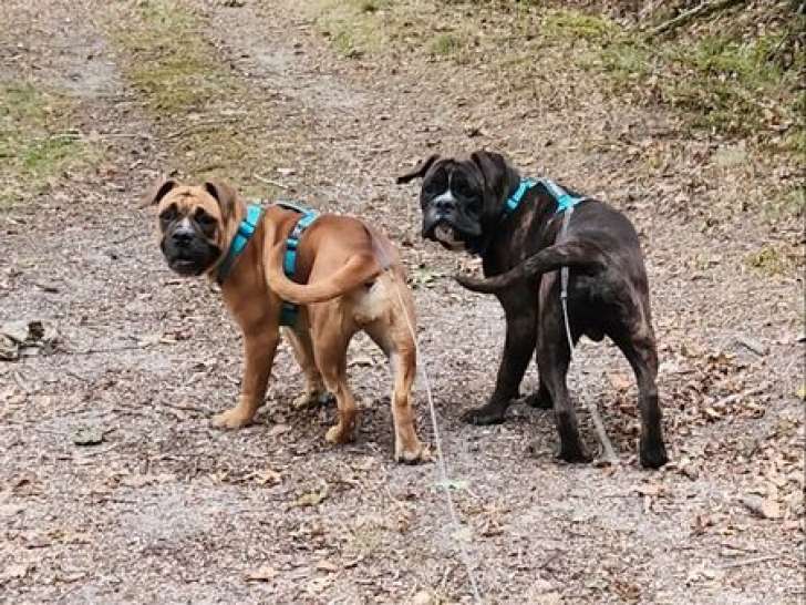 2 chiots Bulldog Continental LOF à vendre – nés en février 2025, 1 mâle et 1 femelle