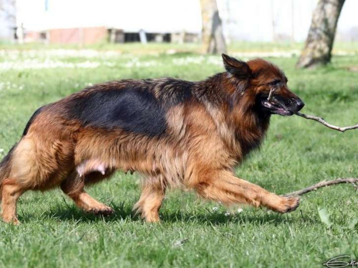 Berger Allemand femelle adulte poil long de 6 ans à placer