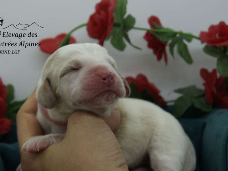 8 chiots Bassets Hounds LOF à réserver – nés en septembre 2025, 5 femelles et 3 mâles