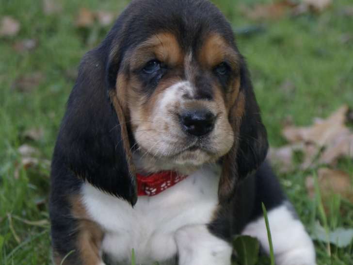 3 femelles basset Hound LOF tricolore ou bicolores citrons