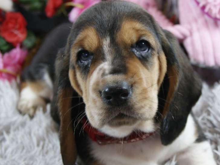 3 femelles basset Hound LOF tricolore ou bicolores citrons