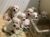 5 chiots Labradors sable LOF à vendre – nés en mai 2025
