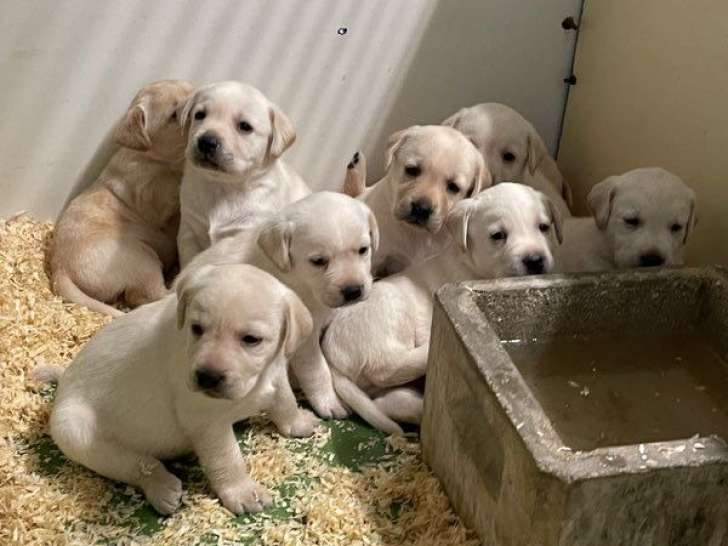 5 chiots Labradors sable LOF à vendre – nés en mai 2025
