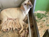 5 chiots Labradors sable LOF à vendre – nés en mai 2025