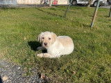 5 chiots Labradors sable LOF à vendre – nés en mai 2025