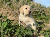 5 chiots Labradors sable LOF à vendre – nés en mai 2025