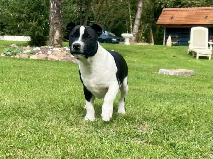1 chiot mâle Staffordshire Bull Terrier LOF de mai 2025 à vendre