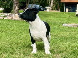 1 chiot mâle Staffordshire Bull Terrier LOF de mai 2025 à vendre