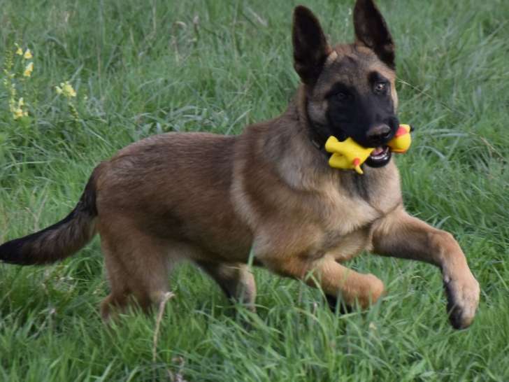1 chiot mâle Berger Belge Malinois LOF de mai 2025 à vendre