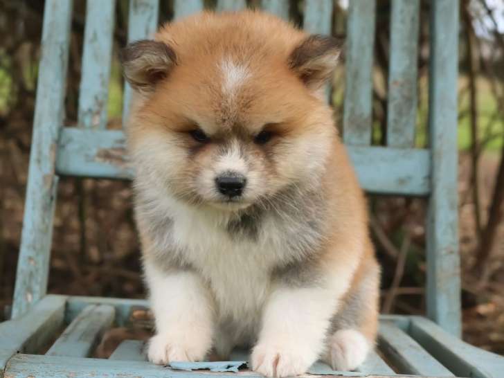 1 chiot mâle Akita Inu roux poil long LOF à réserver