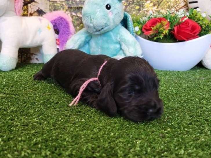 7 chiots Cocker Anglais LOF à réserver nés en septembre 2025