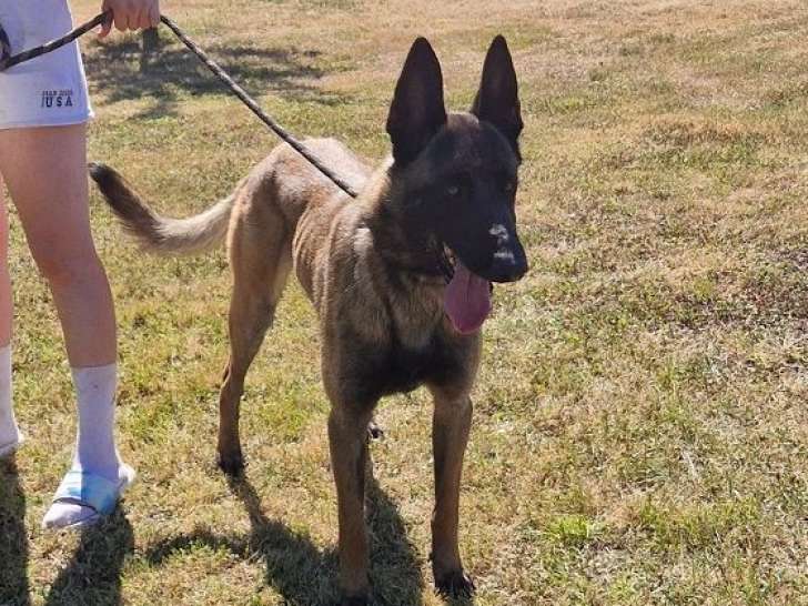 Berger Belge Malinois LOF adulte à vendre,  mâle né en avril 2024