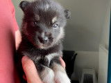 Chiots Pomsky F2b à vendre