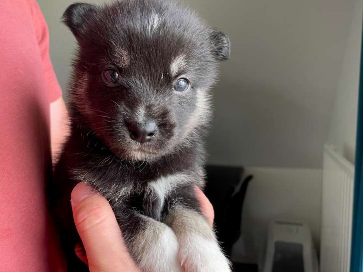 Chiots Pomsky F2b à vendre