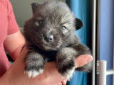 Chiots Pomsky F2b à vendre