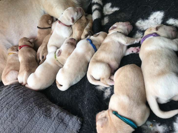 Adorables chiots Labrador à vendre
