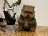Chiot Spitz Nain Poméranien à réserver.