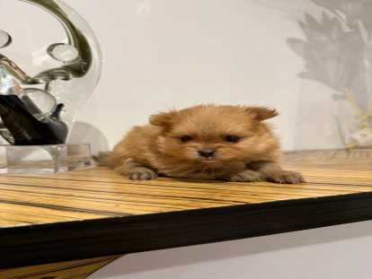 Chiot Spitz Nain Poméranien à réserver.