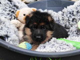 Adorables chiots Berger Allemand LOF à poil court noir et feu à vendre