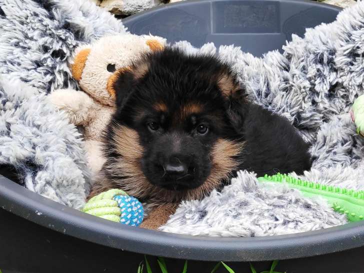 Adorables chiots Berger Allemand LOF à poil court noir et feu à vendre