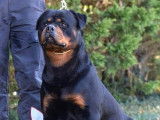 Chiots Rottweiller LOF à vendre