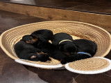 Chiots Rottweiller LOF à vendre