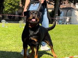 Chiots Rottweiller LOF à vendre