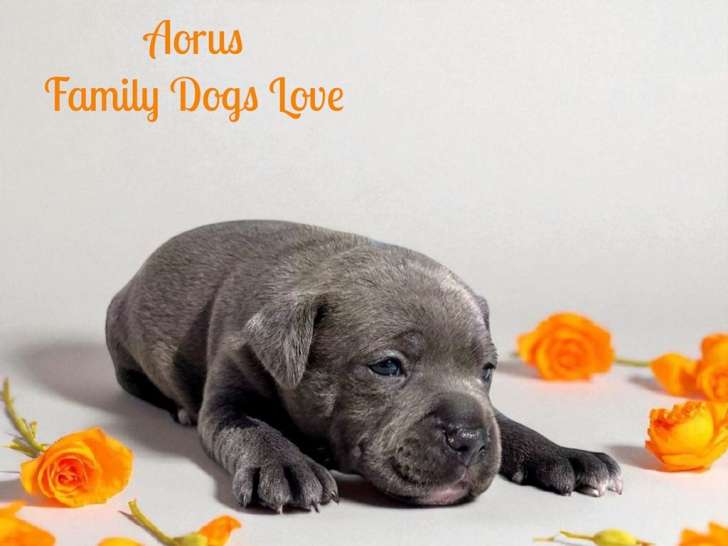 Aorus staffie mâle bleu pan blanc