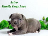 Astro staffie mâle bleu pan blanc