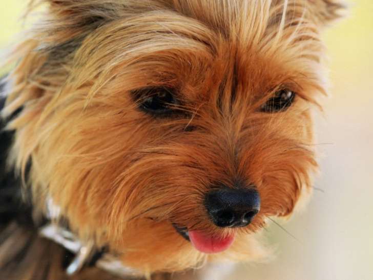 Jeune Yorkshire Terrier LOF de 2 ans disponible pour saillie