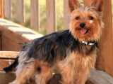 Jeune Yorkshire Terrier LOF de 2 ans disponible pour saillie
