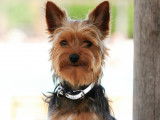 Jeune Yorkshire Terrier LOF de 2 ans disponible pour saillie