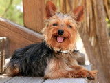Jeune Yorkshire Terrier LOF de 2 ans disponible pour saillie