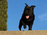 Mâle Staffordshire Bull Terrier disponible pour saillie